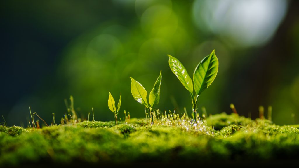 una planta creciendo poco a poco